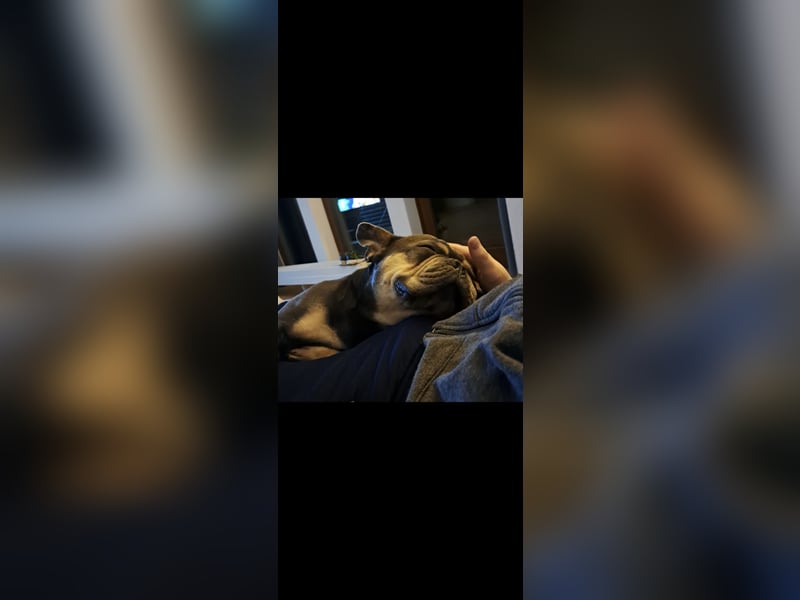 Französische Bulldogge Hugo sucht sein neues zu Hause