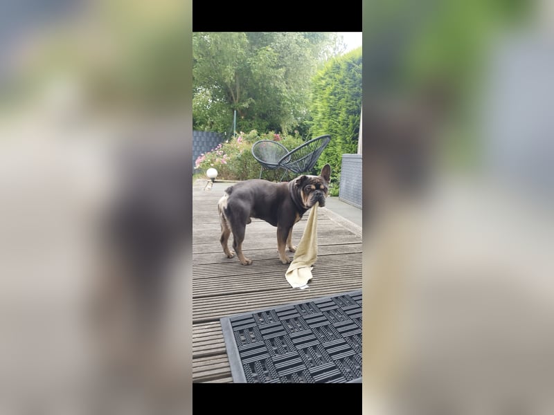 Französische Bulldogge Hugo sucht sein neues zu Hause