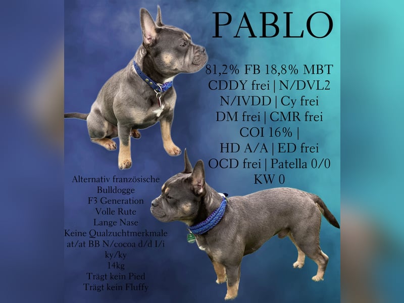 Deckrüde französische Bulldogge mit Rute CDDY FREI N/DVL2