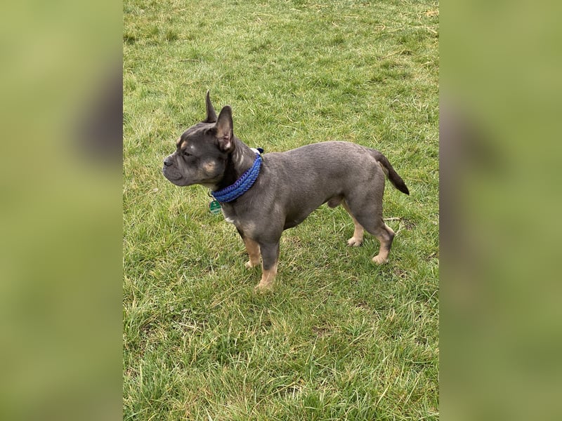 Deckrüde französische Bulldogge mit Rute CDDY FREI N/DVL2