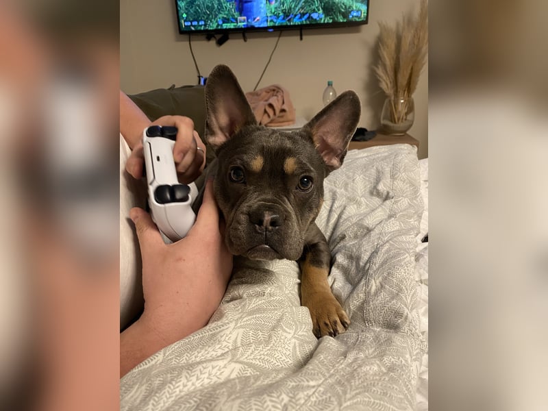 Deckrüde französische Bulldogge mit Rute CDDY FREI N/DVL2