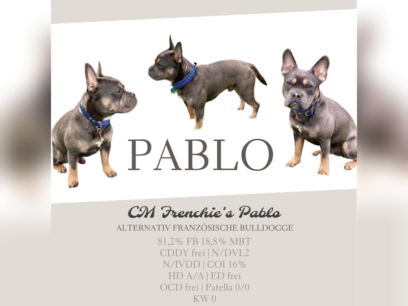 Deckrüde französische Bulldogge mit Rute CDDY FREI N/DVL2