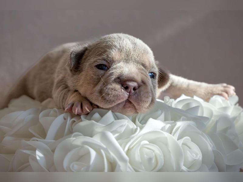 DECKRÜDE Französische Bulldogge BLUE TAN