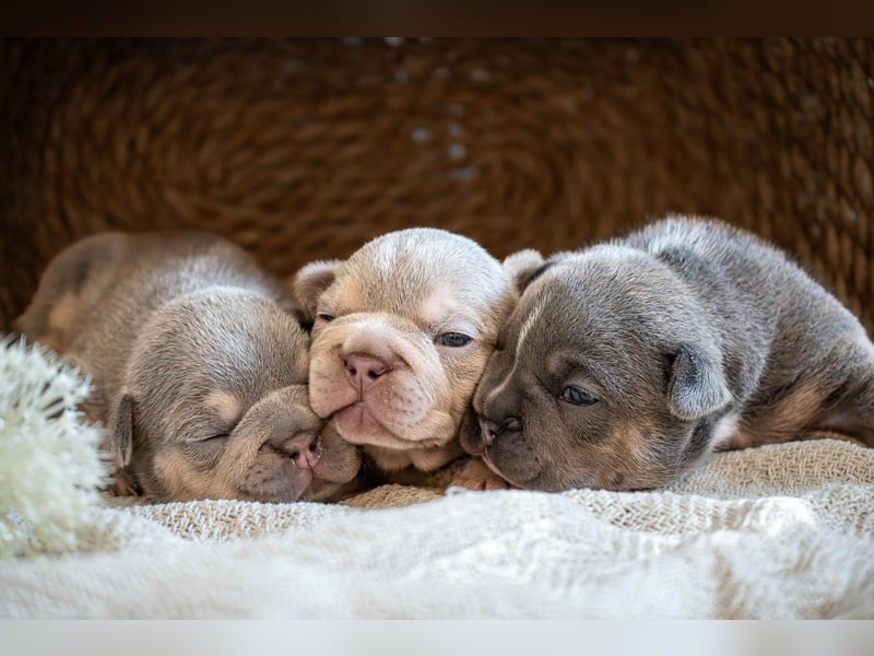 DECKRÜDE Französische Bulldogge BLUE TAN