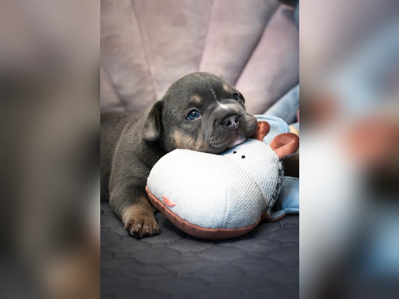 DECKRÜDE Französische Bulldogge BLUE TAN