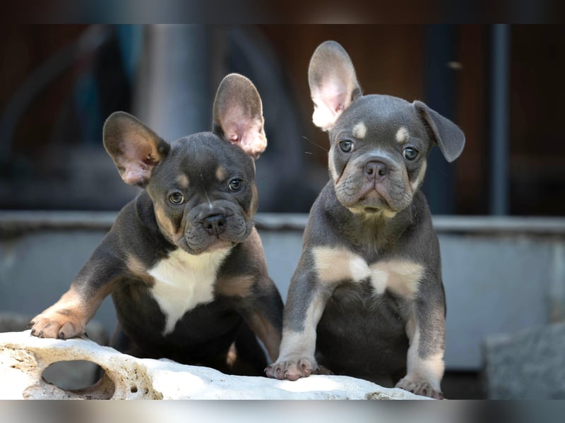 DECKRÜDE Französische Bulldogge BLUE TAN