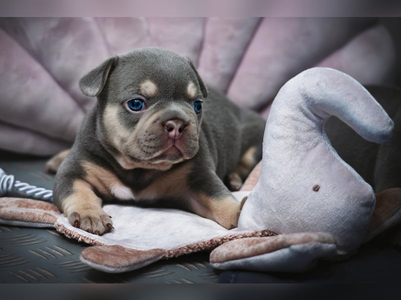 DECKRÜDE Französische Bulldogge BLUE TAN