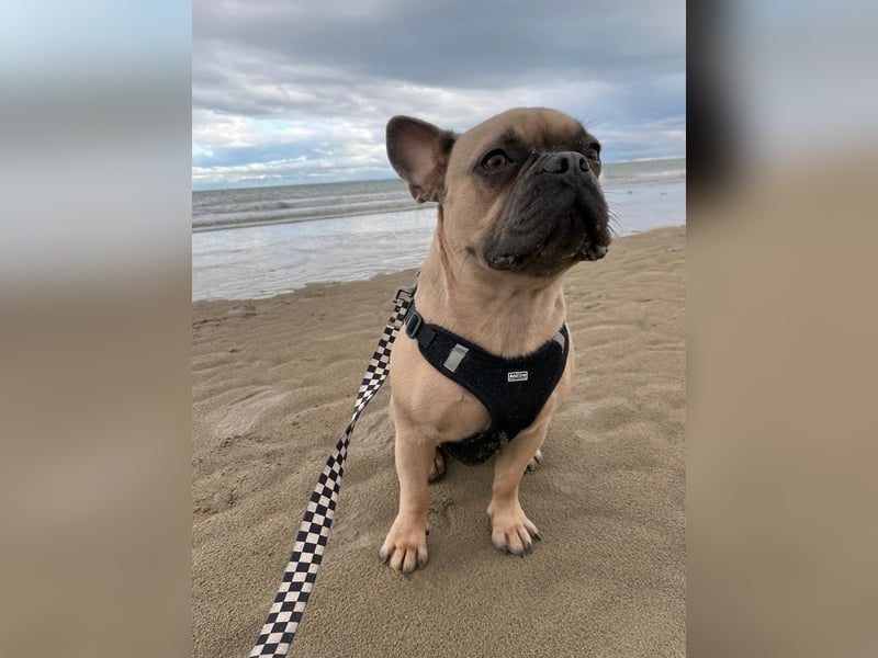 Französische Bulldogge 3 Jahre
