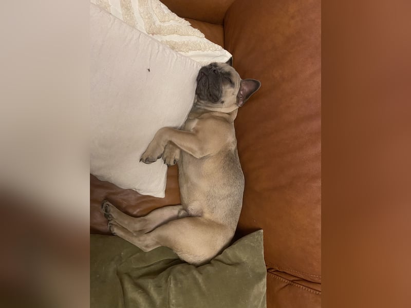 Französische Bulldogge 3 Jahre