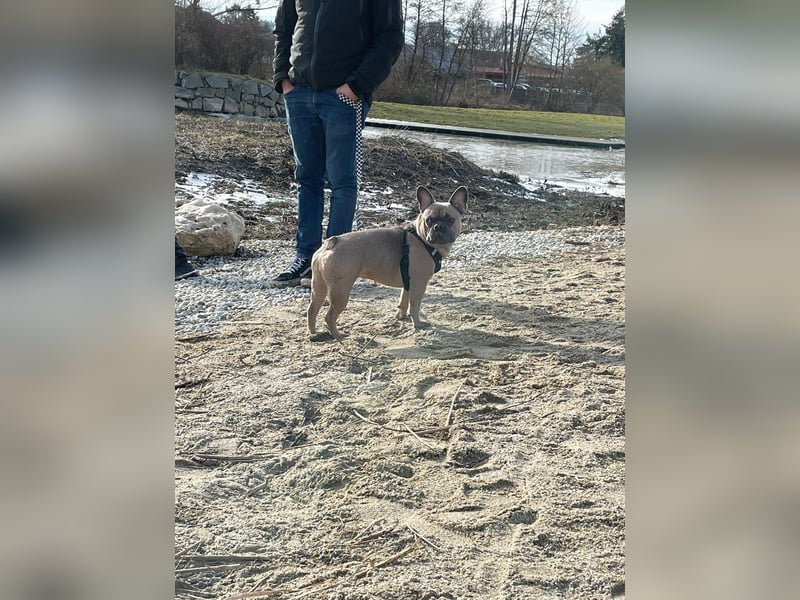 Französische Bulldogge