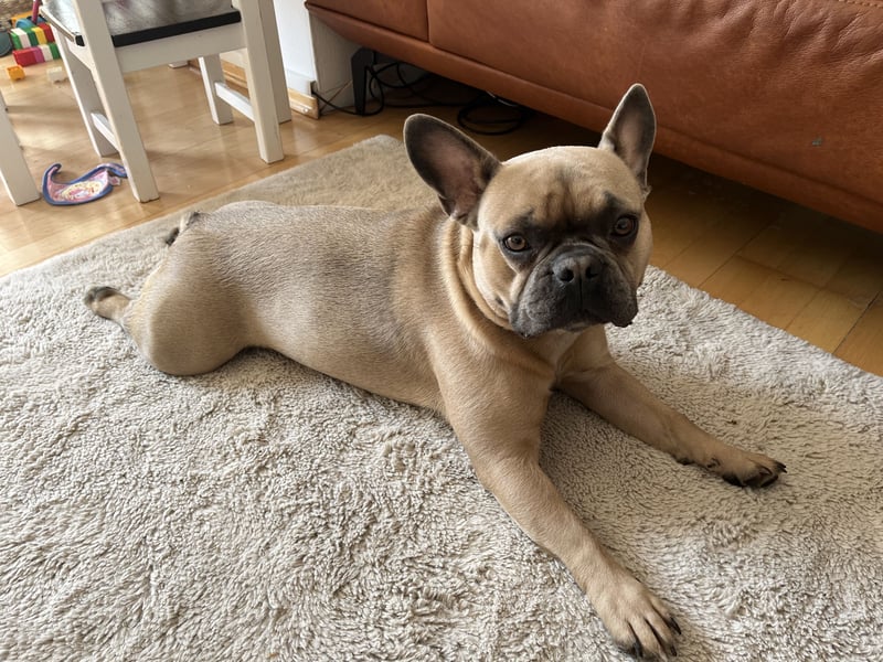 Französische Bulldogge