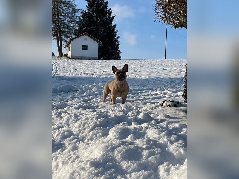 Französische Bulldogge 3 Jahre