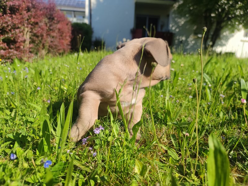 Reinsrassige französische Bulldogge Babys