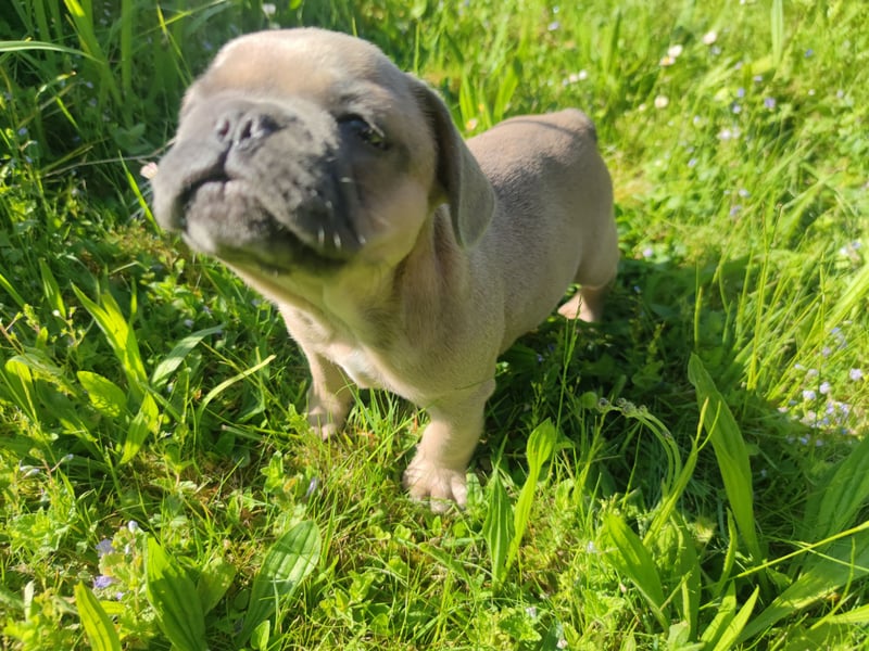 Reinsrassige französische Bulldogge Babys