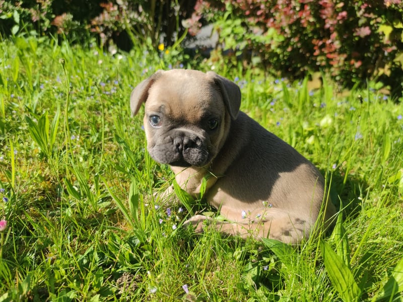 Reinsrassige französische Bulldogge Babys