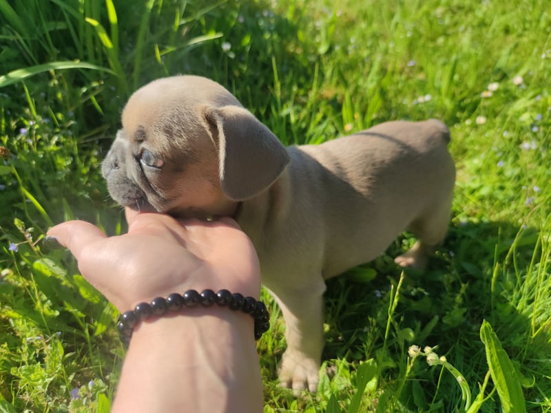 Reinsrassige französische Bulldogge Babys