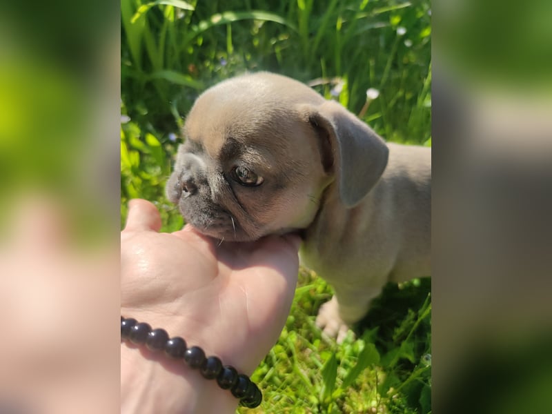 Reinsrassige französische Bulldogge Babys