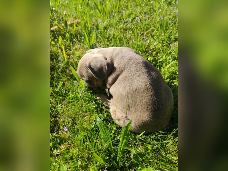 Reinsrassige französische Bulldogge Babys