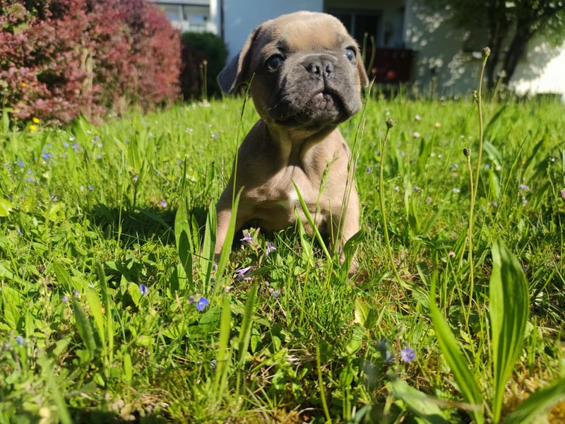 Reinsrassige französische Bulldogge Babys