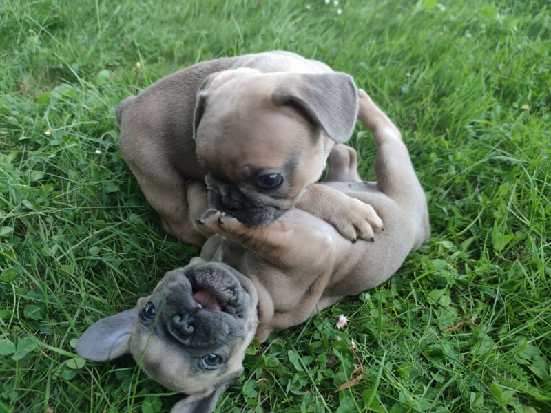 Reinsrassige französische Bulldogge Babys