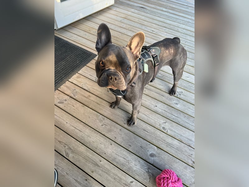Traumzuhause für französische Bulldogge