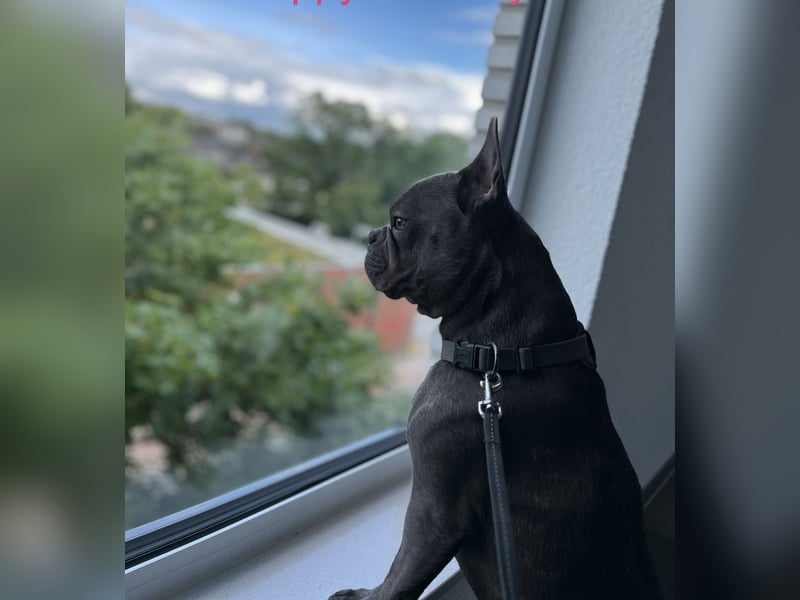 Traumzuhause für französische Bulldogge
