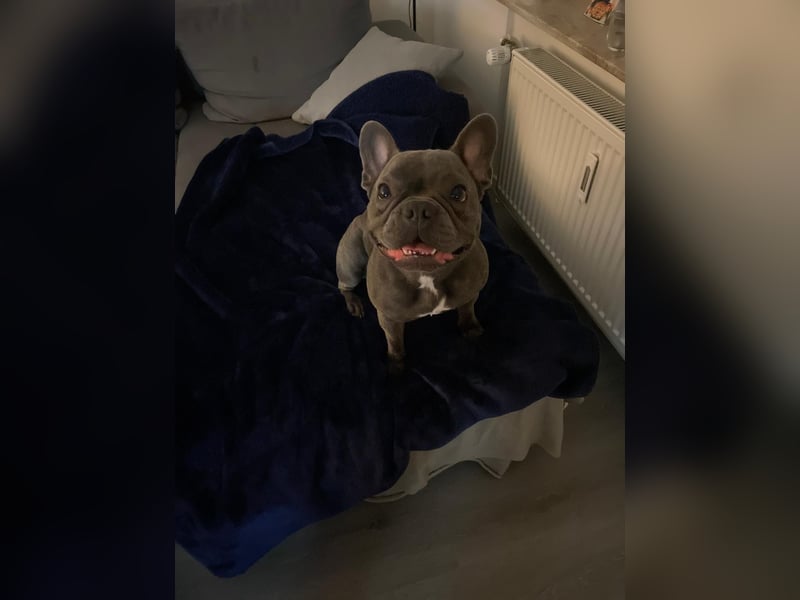 Traumzuhause für französische Bulldogge