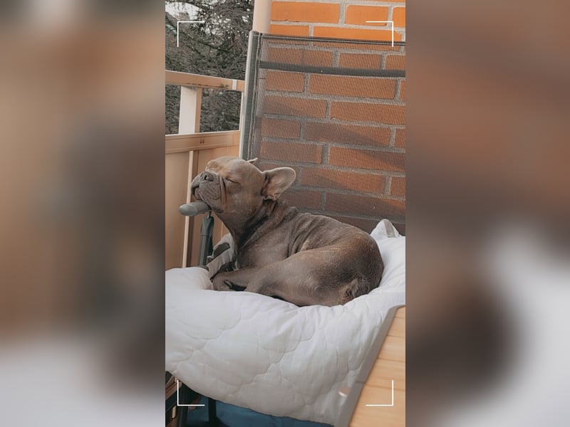 Traumzuhause für französische Bulldogge