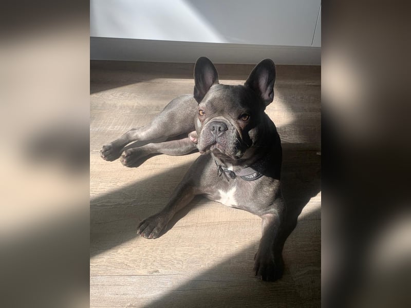 Traumzuhause für französische Bulldogge
