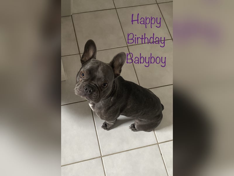 Traumzuhause für französische Bulldogge