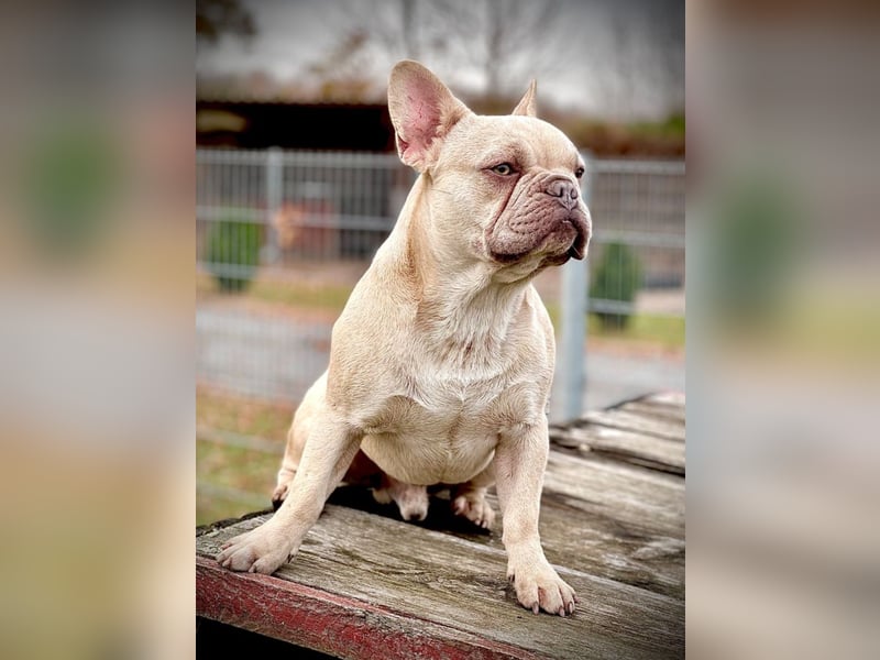 Sportliche Gesunde Französische Bulldoggen aus seriöser Familienzucht!