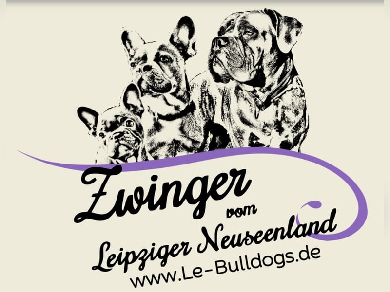 Gesunder Sportlicher Französischer Bulldog Rüde aus Familienzucht!