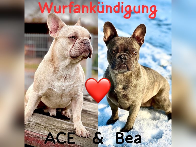 Sportliche Gesunde Französische Bulldoggen aus seriöser Familienzucht!