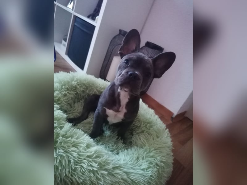 Französische bulldogge Welpe