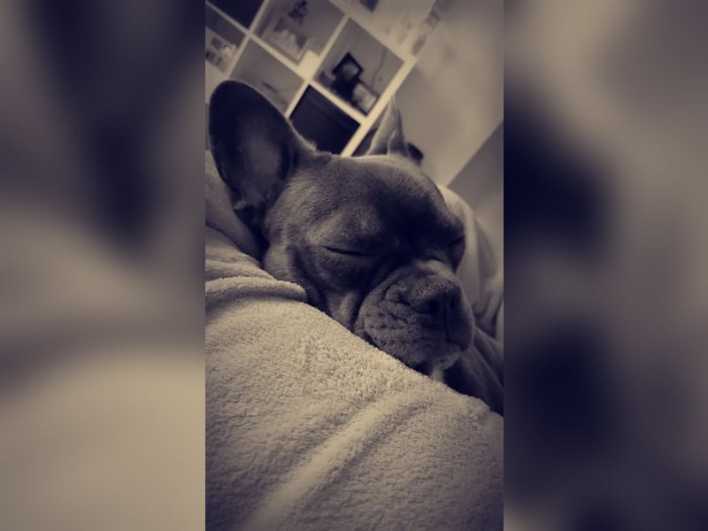 Französische bulldogge Welpe