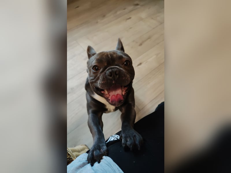 French Bully