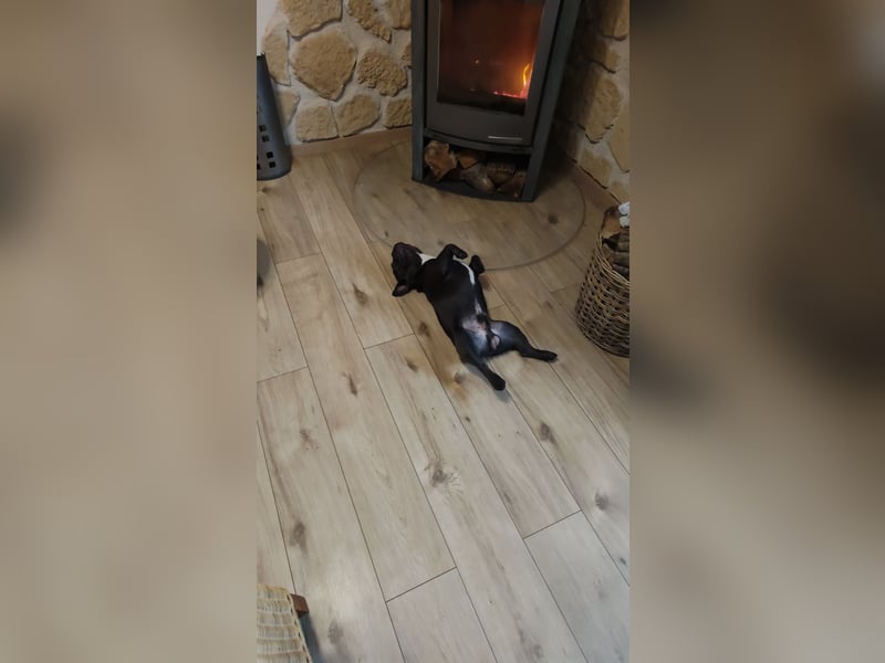 French Bully