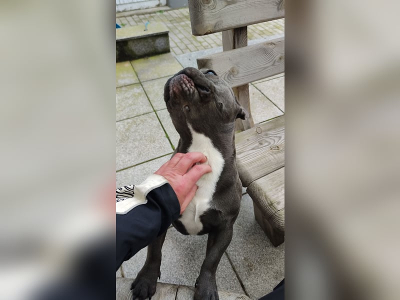 French Bully