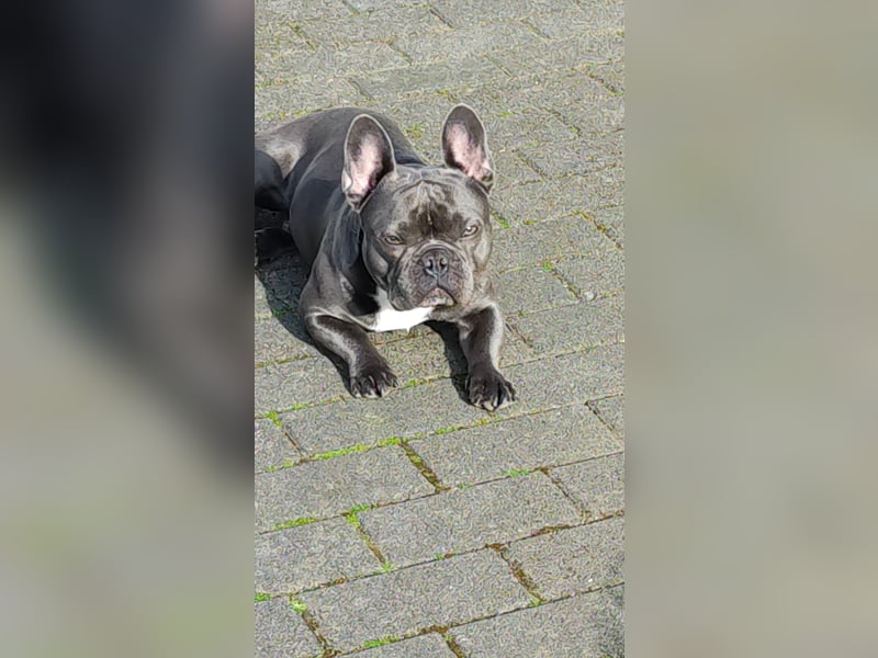 French Bully