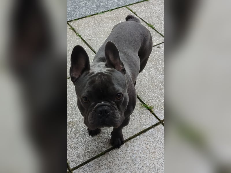 French Bully