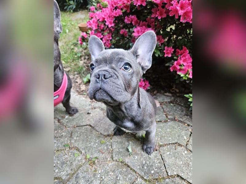 Französische Bulldogge Welpe