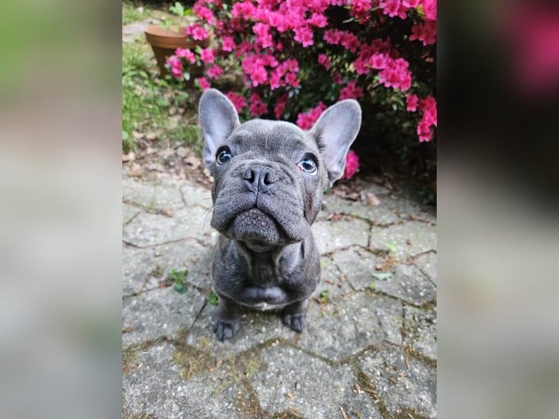 Französische Bulldogge Welpe