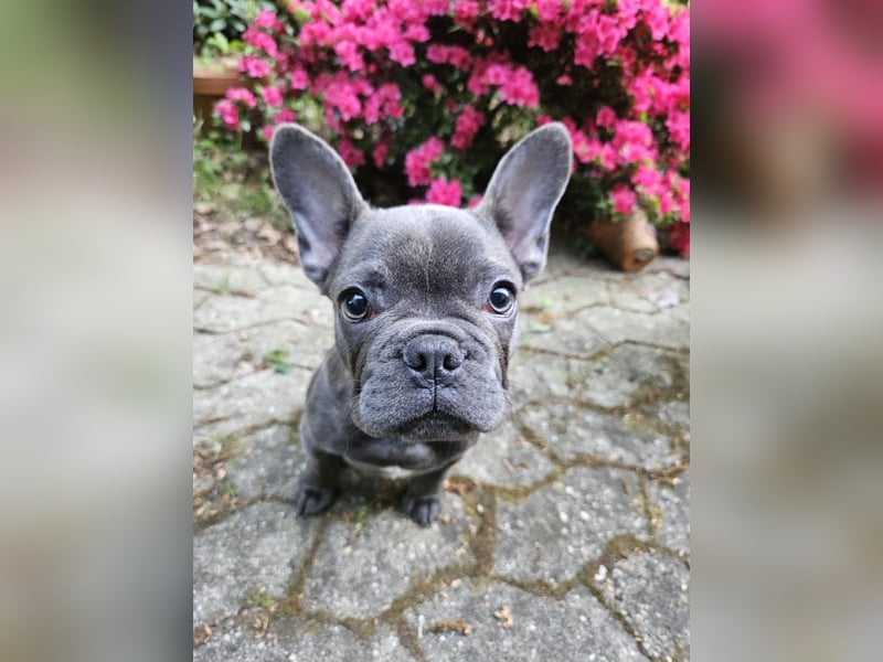 Französische Bulldogge Welpe