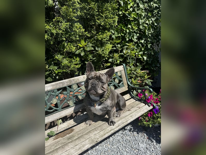 Buddy sucht Liebevolles und strukturiertes Zuhause