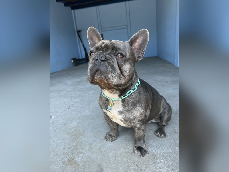 Buddy sucht Liebevolles und strukturiertes Zuhause