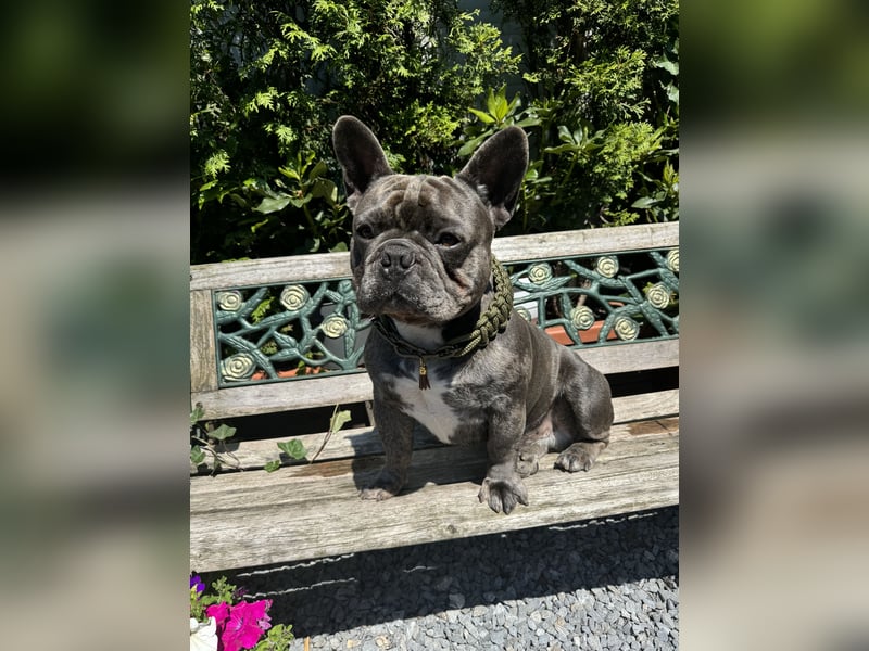 Buddy sucht Liebevolles und strukturiertes Zuhause