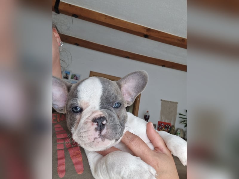 Französische bulldogge welpen