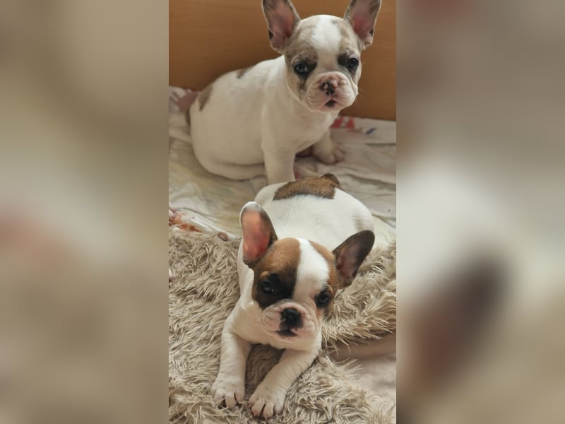 Französische bulldogge welpen