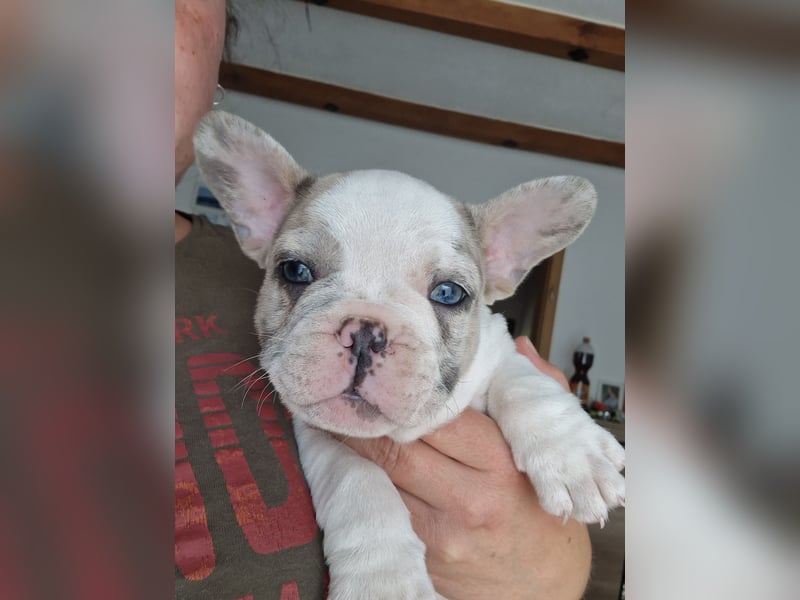 Französische bulldogge welpen