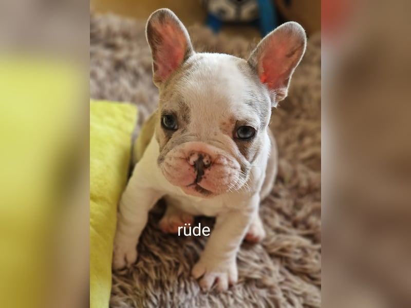 Französische bulldogge welpen